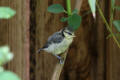 Blue Tit