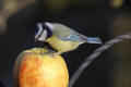 Blue Tit