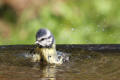 Blue Tit