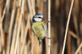 Blue Tit