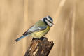 Blue Tit