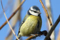 Blue Tit