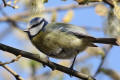 Blue Tit