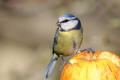 Blue Tit