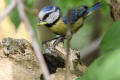 Blue Tit