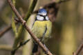 Blue Tit