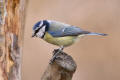 Blue Tit