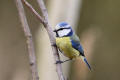 Blue Tit