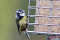 Blue Tit