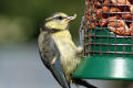 Blue Tit