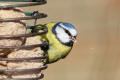 Blue Tit