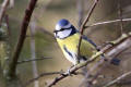 Blue Tit