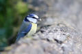 Blue Tit