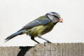 Blue Tit