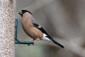 Bullfinch