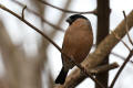 Bullfinch