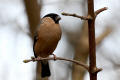 Bullfinch