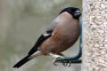 Bullfinch