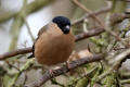 Bullfinch