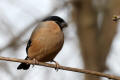 Bullfinch