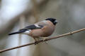 Bullfinch