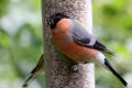 Bullfinch