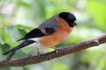 Bullfinch