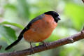 Bullfinch