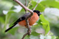 Bullfinch