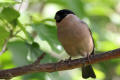 Bullfinch