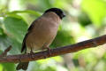 Bullfinch