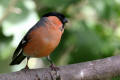 Bullfinch