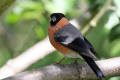 Bullfinch