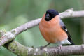 Bullfinch