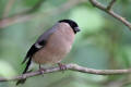 Bullfinch