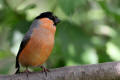 Bullfinch