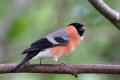 Bullfinch