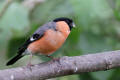 Bullfinch