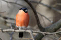 Bullfinch