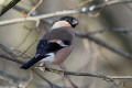 Bullfinch