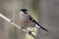 Bullfinch