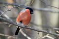 Bullfinch