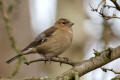 Chaffinch