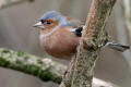 Chaffinch