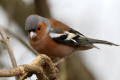 Chaffinch