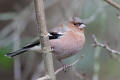 Chaffinch