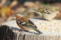 Chaffinch