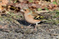 Chaffinch