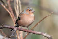 Chaffinch