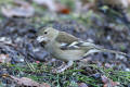 Chaffinch